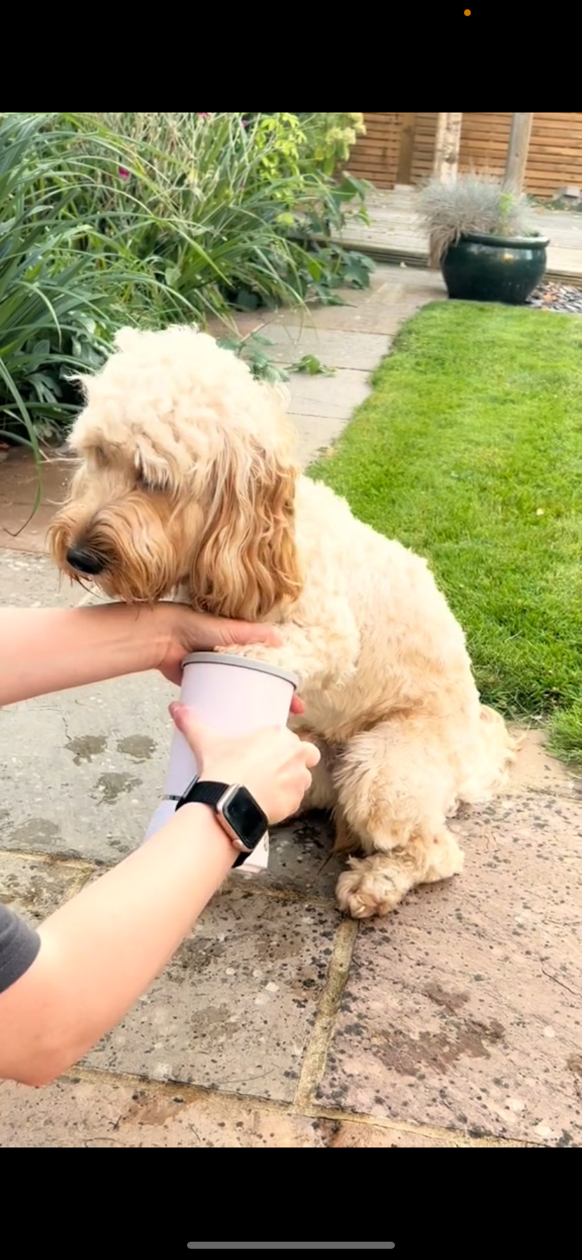 PetParadise™ Paw-Cleaner